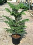 NEW DEBNATH NURSERY` Christmas Tree(2 feet Height) Norfolk Island Pine Real Live Plant,Green Foilageplant Natural Indoor Outdoor Air Purifying Plant House Plants H456