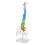 Color Human Spine Model 45Cm Color Human Spine Model with Pelvis +Femur Laboratory Teaching Model Life Size Spine Model for Science Lab