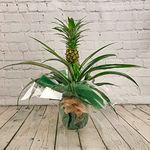 All Occasions Pineapple Plant, with Fruit in 12cm Pot,Ananas Bromelia, Home, Bedroom, Kitchen and Living Room, Perfect for Clean Air, Delivered Next Day Prime …