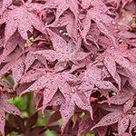 Acer Hime-Shojo | Japanese Maple Tree with Vibrant Foliage | Outdoor Deciduous Dwarf Patio Garden Plant in Pot (20-30cm Incl. Pot)