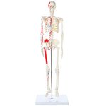 Muscular Skeleton Model, 1/2 life size, 85cm, Muscle Painted, Numbered