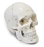 Wellden Medical Anatomical Human Skull Model, 3-part, Numbered, Life Size