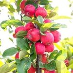 You Garden - 1 x Mini Apple Tree 'Malus Appletini' - in 13cm Pot, Apples Trees for Small Gardens, Grow Your Own Fruit, Garden Ready, Plant Out Now