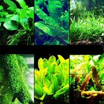 30+ Stems Package Starter Beginner Set Live Aquarium Plants Java Moss, Micro Sword, Rosette Amazon Sword, Anubias, Java Fern and More by Mainam