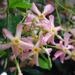 Trachelospermum Pink Showers evergreen star jasmine with pink scented flowers climbing plant 1 litre pot,