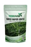 Super Napier Grass Seed High Yield Multi Cut Grass for Cattle (500 Gram)