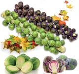 RAISE ME UP: Seeds Brussels Sprouts Mix (Redarling, Long Island) Cabbage Non GMO Heirloom