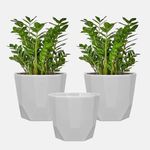 YUCCABE ITALIA SHERA Hexa 4 Inch Pack of 3 Piece Plastic Plant Pot for Home Decor Indoor Plant Pots for Living Room Plastic Flower Pot for Garden (White)