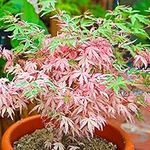 Acer Iyoshi | Japanese Maple Tree | Live Outdoor Deciduous Shrub with Vibrant Autumn Colour for Patio Garden in Plant Pot (20-30cm Incl. Pot)