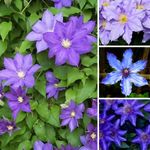 Clematis Blue/Purple 9cm #1