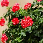 Outsidepride 25 Seeds Annual Scarlet Geranium Flower Seed for Planting