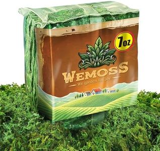 WEMOSS Green Craft Moss, Real Forest Moss for Planters, Decorative Moss for Table Centerpieces Wedding Christmas Fairy Party Decor, Forest Moss for Indoor Planters, DIY Project 7 Oz