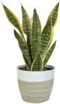 Costa Farms Snake, Sansevieria Whit