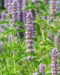 Three Mo Garden | Anise Hyssop, Licorice Mint, Agastache (200 Seeds) Perennial Flower Seeds - Non-GMO & Open-Pollinated & Heirloom Canada Flower Seeds