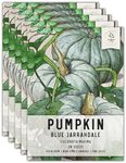 Seed Needs, Blue Jarrahdale Pumpkin Seeds - 20 Heirloom Seeds for Planting Cucurbita maxima - Non-GMO & Untreated - Tasty Decorative Pumpkin for Halloween & Fall (5 Packs)