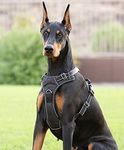 Dog Harness (Medium, Black)