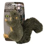 Small Squirrel Hunting Dog