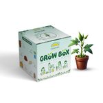 SATTVAMRIT Sattvishtik Grow Box Lady Finger Vegetable Kit for Kids | Pack of 1 | Eco Friendly Gift for Kids | Beginner Gardeners | DIY | Easy Grow it Yourself Gardening Kit for Home & Garden