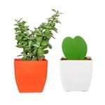 JESAA GREENS Set of 2 Live Plant | Hoya Heart Live Plant With Red Square Pot And Jade Plant With White Square pot | Air Purfying Plant | Live Indoor Plant For Living Room,Office Home Decor | Set of 2