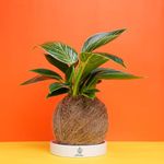 Amulya farms Kokedama Moss Ball Birkin Variegated Live Plant with Ceramic Tray | Indoor Plants for Home and Living Room | Japanese Lucky Plant | Air Purifier | Set of 1 with FREE fertilizer |