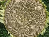 Sunflower Giant Russian 50 Seeds