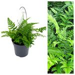 Polystichum Tsus-Simense Fern Plant - Koren Rock Fern Outdoor Fern in a 13cm Pot Ready to Plant