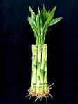 Jm Bamboo 10 Stalks of 8 Inches Str