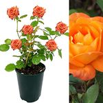 Rose Bush Orange Sunblaze - Floribunda Orange Rose Bush for The Garden in a 3 Litre Pot (1 Plant)