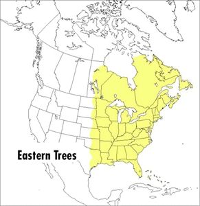 Peterson Field Guide To Eastern Trees, A: Eastern United States and Canada, Including the Midwest: 11