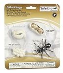 Safari Ltd Safariology Collection - Life Cycle of an Ant - Includes Egg, Larvae, Pupa, and Worker Ant Replica -Educational Hand Painted Figurines - Quality Construction from Safe and BPA Free Materials - For Ages 3 and Up by Safari Ltd.