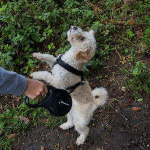 AllPetSolutions Retractable Dog Lead, 8m – Anti-Slip, Soft Grip, Black