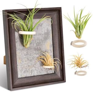 Ganad Magnetic Air Plant Holder - Air Plant Decor for Desktop or Wall Display in Living Rooms, Offices, or Balconies (10.24" L x 8.27" W x 1" H)