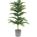 Seedtrees Christmas Tree plant Healthy live plant Pack of 1