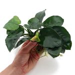 Anubias Barteri (Large) Live Aquarium Plants Aquascaping Fish Tank Plant k2aqua