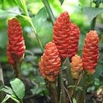 Shampoo Ginger Roots for Planting, 