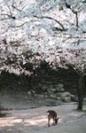 Password Book With Alphabetical Tabs: Discreet Username And Password Organizer (Disguised As A Cherry Blossom Notebook)