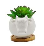 Cuteforyou Succulent Pots,Cute 4.72