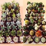 Succulent and Cactus Plant Mix - 20