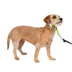 PetSafe Gentle Leader No-Pull Dog Headcollar - The Ultimate Solution to Pulling - Redirects Your Dog's Pulling for Easier Walks - Helps You Regain Control - Small, Apple Green