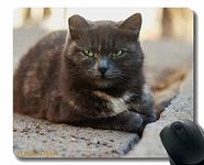 YENDOSTEEN Mouse Pad With Stitched Edge,Cat Homeless Spotted 111769 Mouse Pads