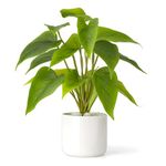 Mkono Fake Plants in Ceramic Pot, 11" Potted Artificial Plants for Home Decor Indoor Faux Green Leaf Plant with Modern White Planter for Desk Shelf Office Room Decoration (Pothos)