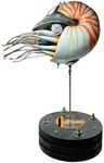 Goekhyrani Nautilus Bionic Metal Me