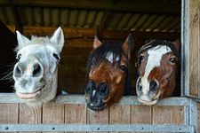 Happy Horse Faces in Stable Animal Portraits on Farm Photo Poster Horse Pictures Wall Decor Horse Poster Print Horse Breed Posters for Girls Horse Picture Cool Wall Decor Art Print Poster 36x24