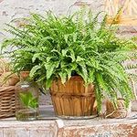 1 x Nephrolepis Boston Fern | Stunning Bushy Indoor Plant | 25-35cm with Pot