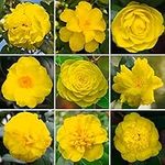 Yellow Camellia Shrub | Vibrant Evergreen Potted Outdoor Garden Ready Plant (20-30cm Incl. Pot)