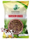 SRI SAI FORESTRY Berseem Grass Seeds for Goat - 1KG - Barseem Seed for Cattle India