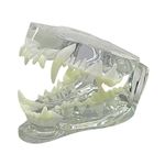 DEBKSGEOTI Dental Dog Typodont Oral Clear Teeth Model Pet Clinic Anatomical Tooth Jaw for Canine Veterinary Office Education Decoration Demonstrate (Dog Teeth Model)