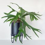 Houseplant Common Staghorn Fern Platycerium bifurcatum Tender Perennial Pet-Safe Child-Safe RHS AGM Easy to Grow Your Own Hanging Indoor Jungle Foliage Plants 12cm Potted Plant by Thompson and Morgan