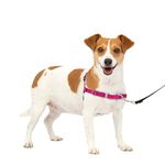 PetSafe Easy Walk Dog Harness, No Pull Dog Harness, Raspberry/Gray, Small