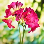 Plantogallery® Flower Bulbs | Freesia Double Petals Flower Bulbs for Home Garden (Pack of 5 Bulbs Pink)